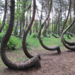 Crooked Forest